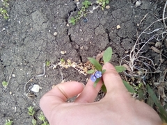 Anchusa arvensis orientalis