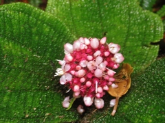 Miconia spectabilis