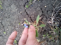Anchusa arvensis orientalis