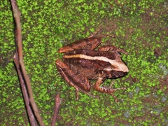 Craugastor laevissimus