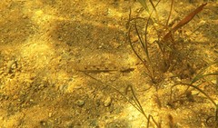 Favonigobius lateralis