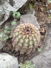 Echinocereus armatus