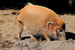 Red River Hog photo 3