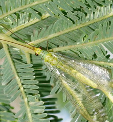 Plesiochrysa ramburi