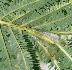 Plesiochrysa ramburi
