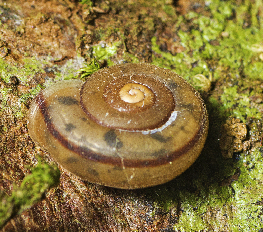 Protolinitis