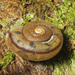 Terri Irwin's Red-striped Snail - Photo (c) tjeales, some rights reserved (CC BY-SA), uploaded by tjeales