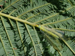 Plesiochrysa ramburi