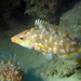 Grey Wrasse - Photo (c) Federico Boscolo, some rights reserved (CC BY-NC), uploaded by Federico Boscolo