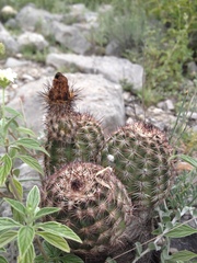 Echinocereus armatus