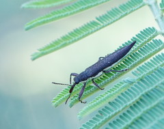 Rhinotia phoenicoptera