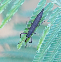 Rhinotia phoenicoptera