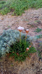 Armeria welwitschii