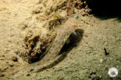 Thorogobius macrolepis