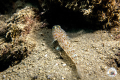Thorogobius macrolepis