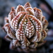 Haworthia reinwardtii - Photo (c) David Midgley，保留部份權利CC BY-NC-ND