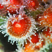 Californian Strawberry Anemone - Photo (c) Donna Pomeroy, some rights reserved (CC BY-NC), uploaded by Donna Pomeroy