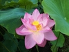 Sacred Lotus - Photo (c) Inessa, some rights reserved (CC BY-NC), uploaded by Inessa
