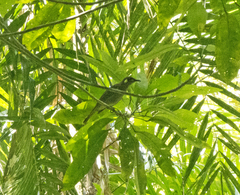 Meliphaga notata