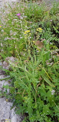 Carduus argentatus