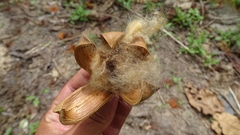 Pochota fendleri