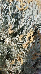 Atriplex cinerea