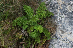 Gingidia montana
