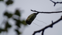 Pochota fendleri