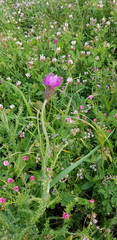 Carduus argentatus