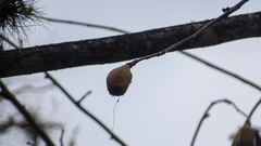 Pochota fendleri