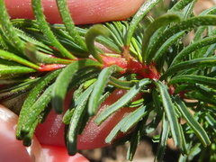 Oxalis confertifolia