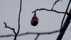 Pochota fendleri