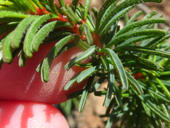 Oxalis confertifolia