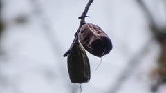 Pochota fendleri