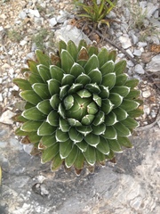 Agave victoriae-reginae