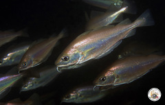 Trisopterus capelanus