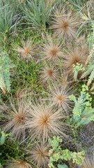Spinifex sericeus