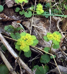 Chrysosplenium alternifolium