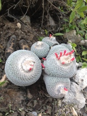 Epithelantha