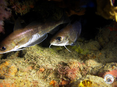 Trisopterus capelanus