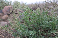 Chenopodium petiolare