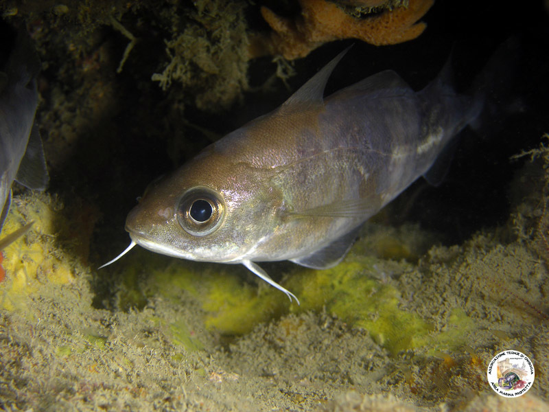Capelin