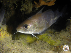 Trisopterus capelanus