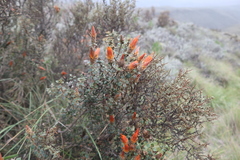 Chuquiraga spinosa