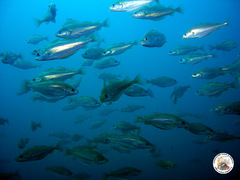 Trisopterus capelanus