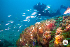 Trisopterus capelanus