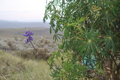 Lupinus proculaustrinus