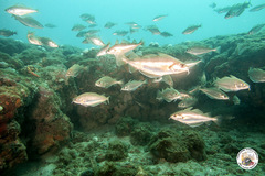 Trisopterus capelanus