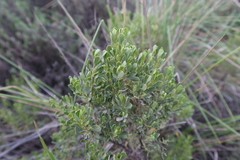 Baccharis tricuneata