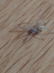 Cheiracanthium